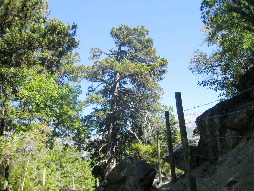 Ciprés de la cordillera