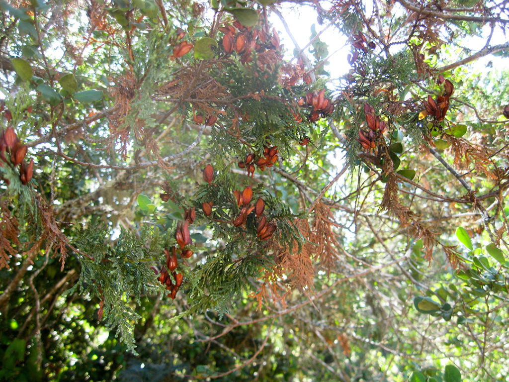 Ciprés de la cordillera en vivero