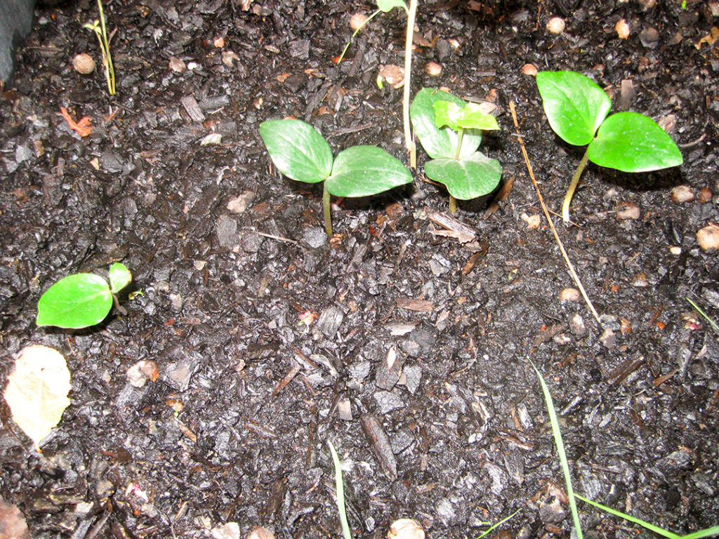 Naranjillo en vivero