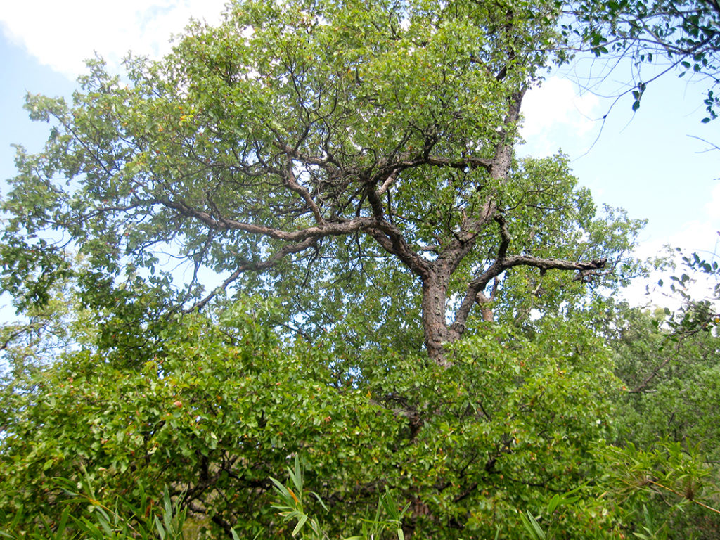 Hualo