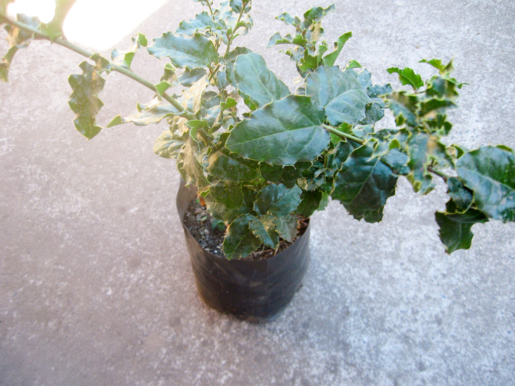 Naranjillo