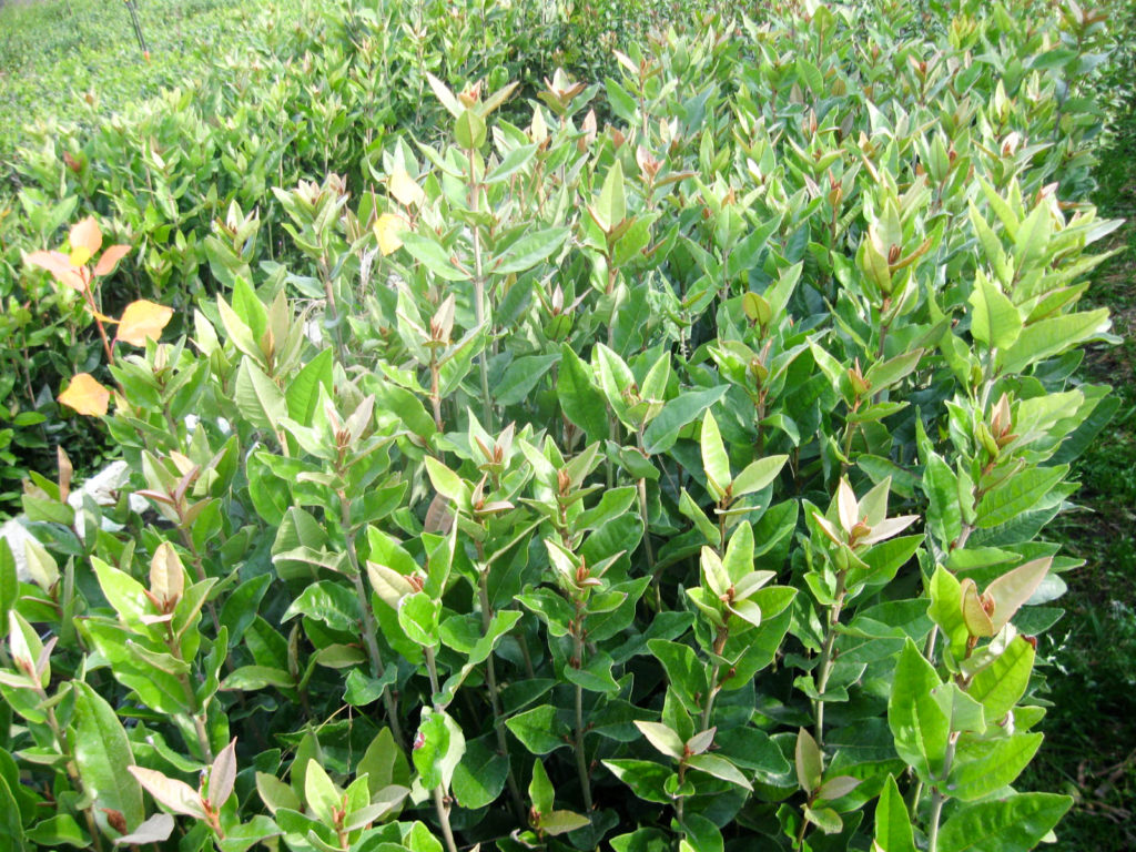 Olivillo
