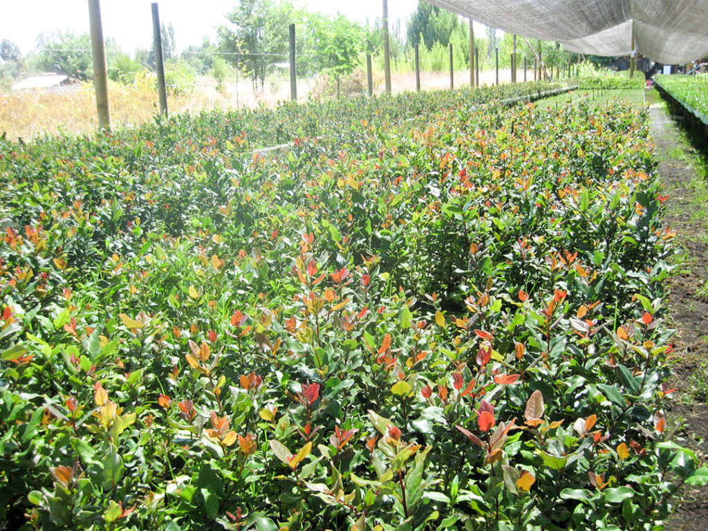Peumo en vivero