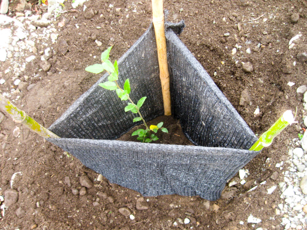 Coigüe en vivero