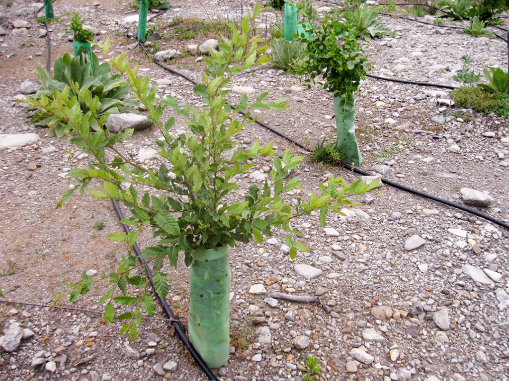 Hualo en vivero
