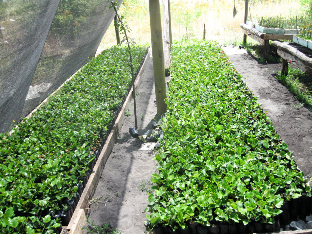 Avellano en vivero