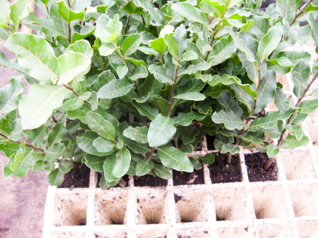 Litre en vivero