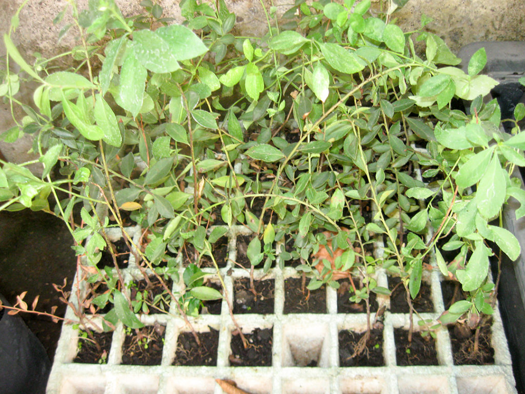 Maitén en vivero