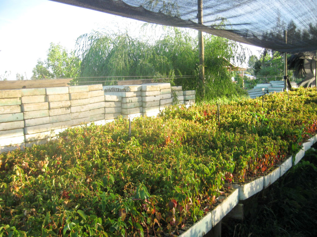 Maqui en vivero