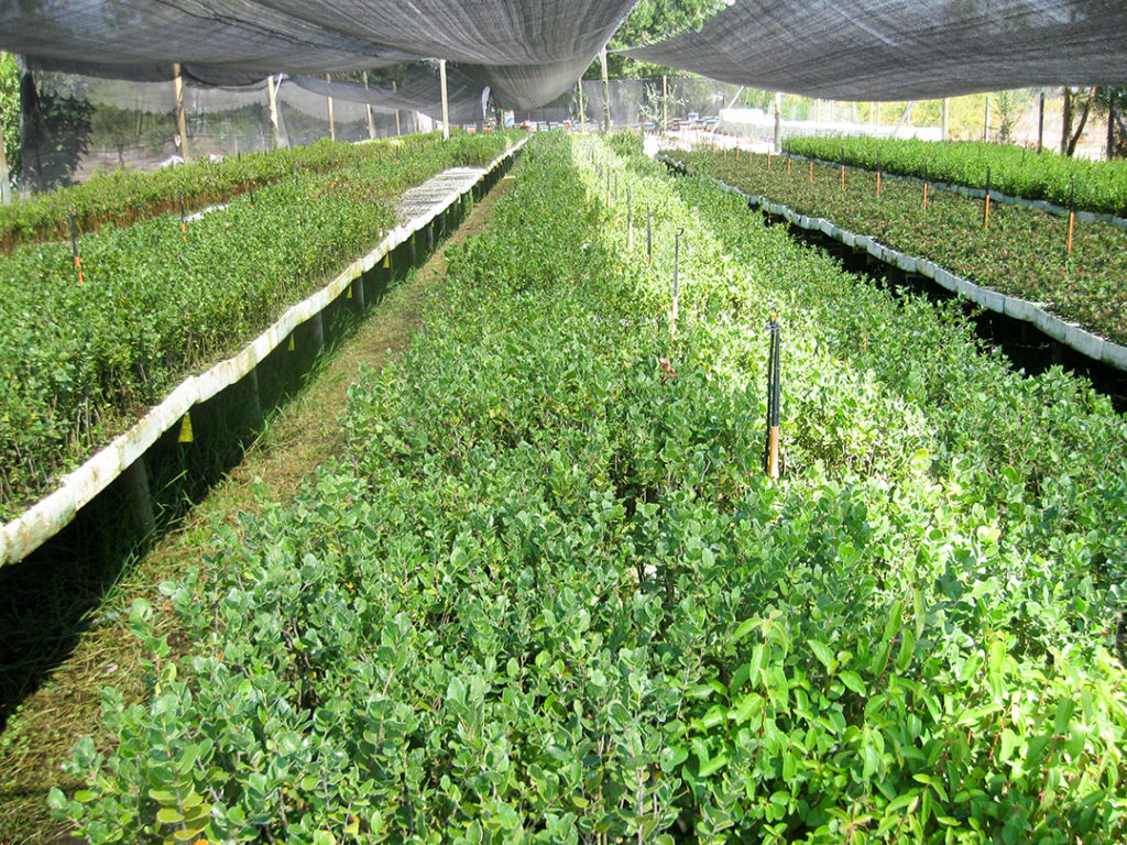 Quillay en vivero