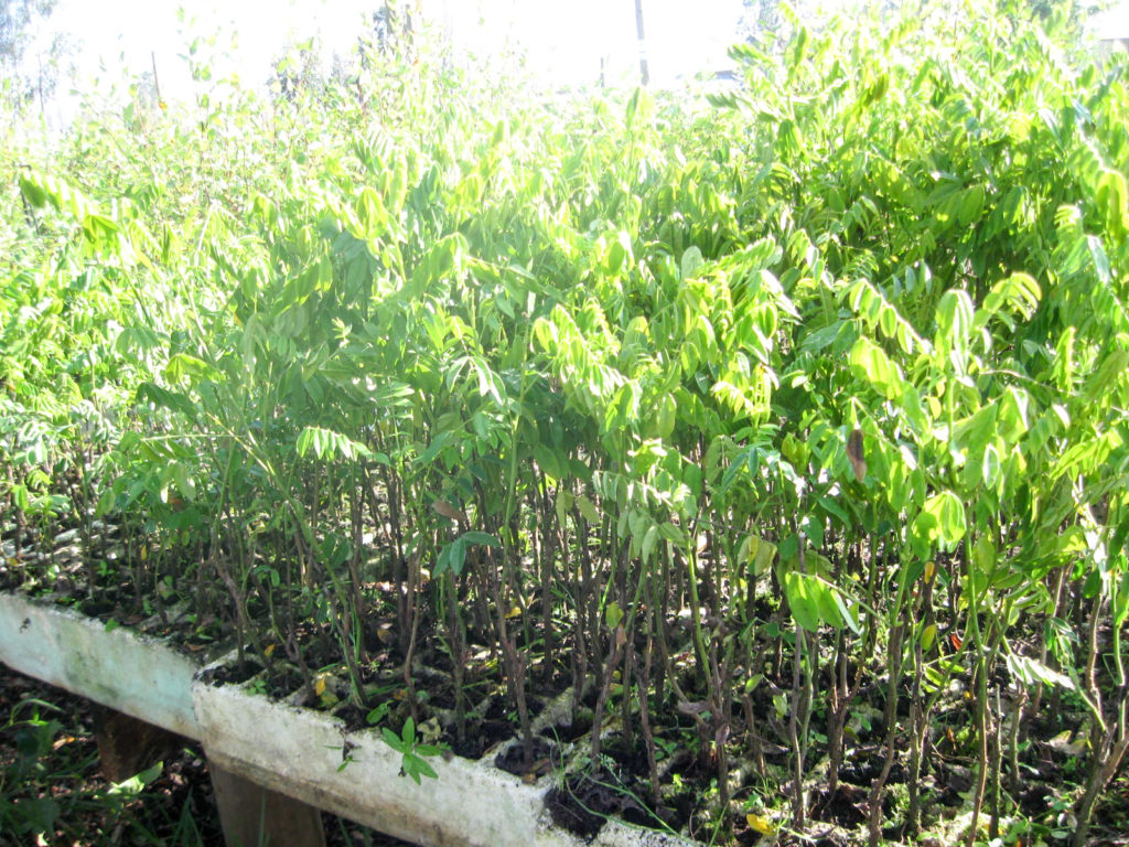 Quebracho en vivero