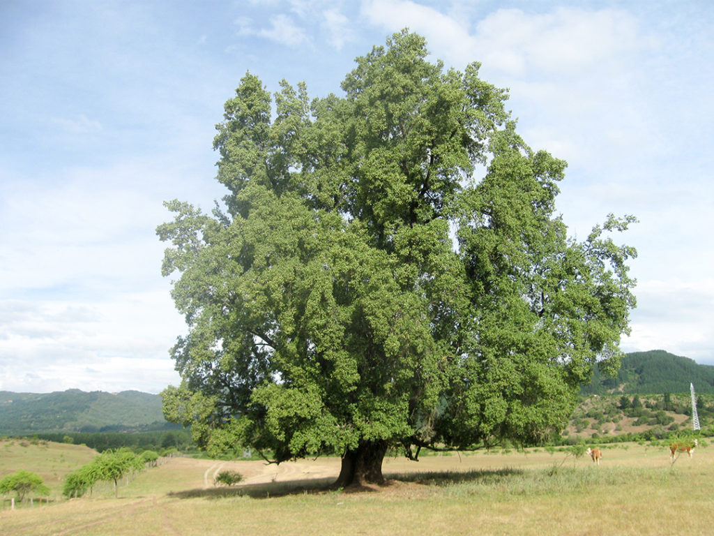 Quillay
