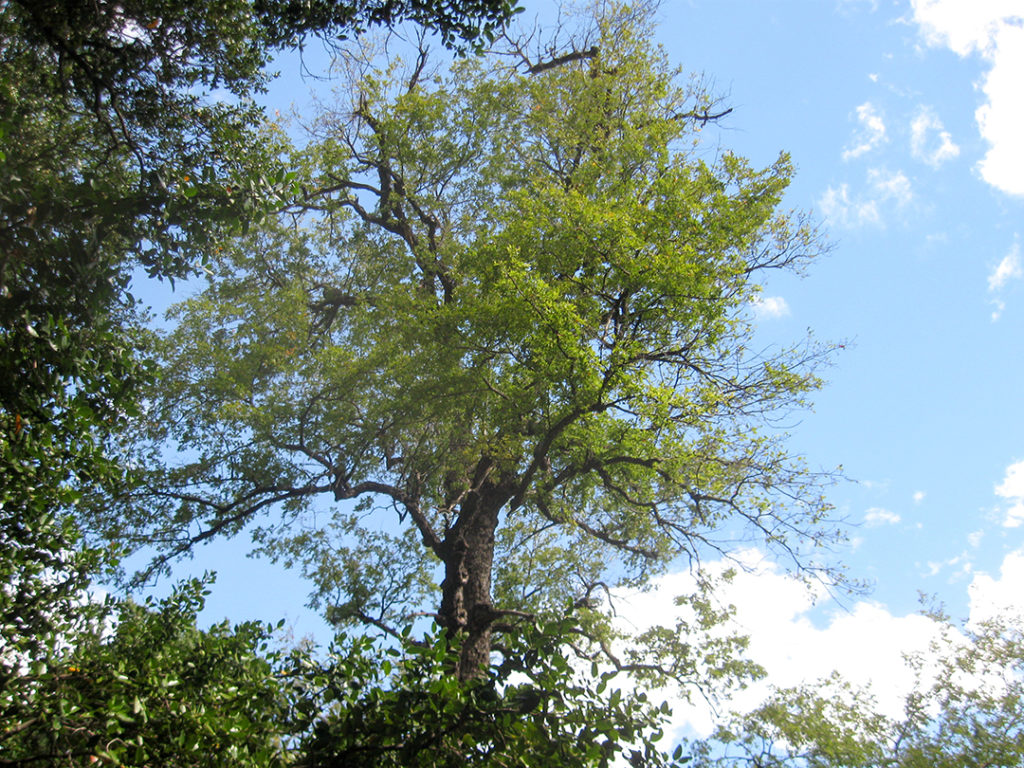 Roble