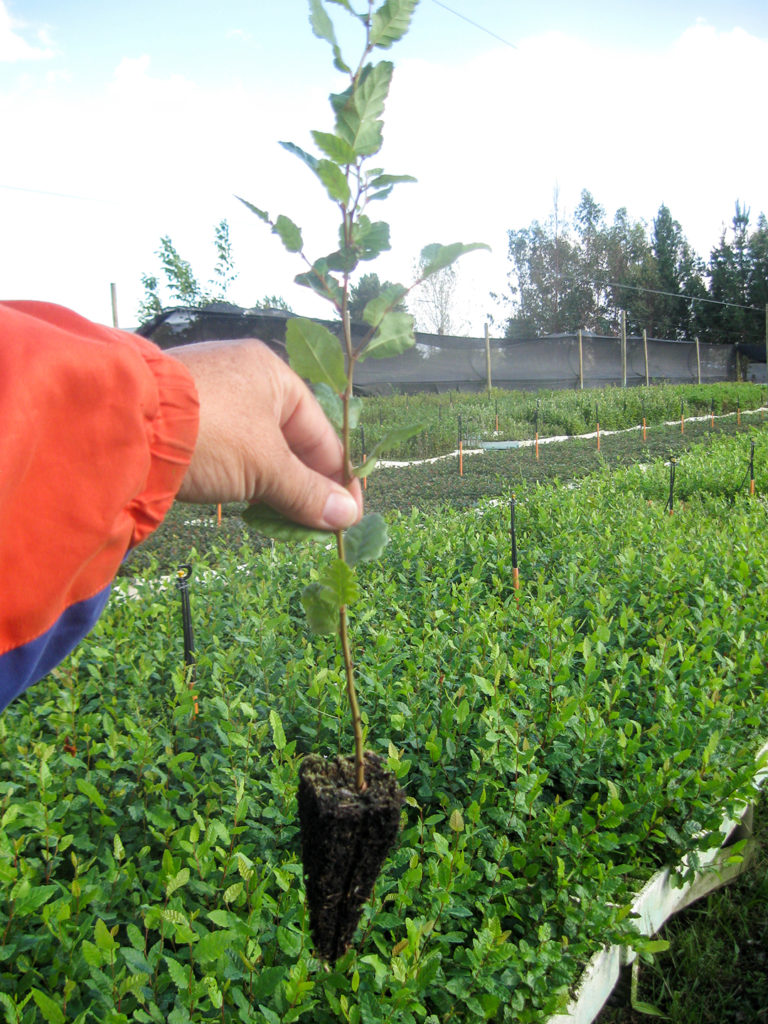 Roble en vivero